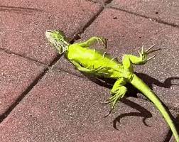 dormant iguana